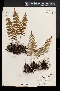 Polypodium appalachianum image