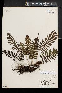 Polypodium appalachianum image