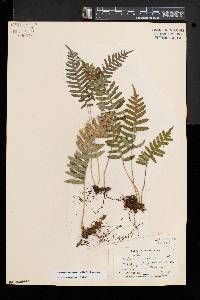 Polypodium appalachianum image