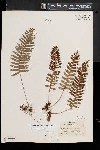 Polypodium appalachianum image