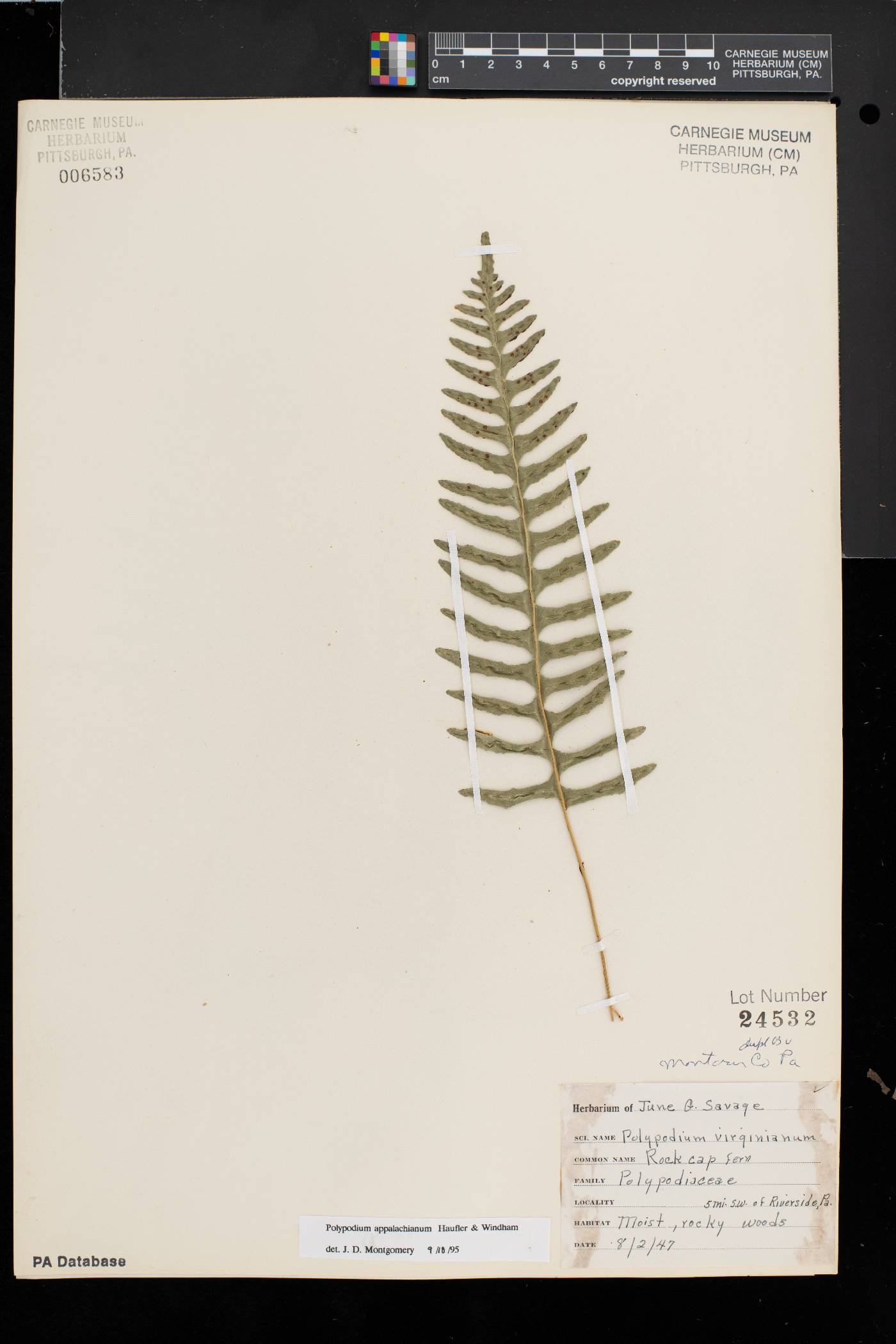 Polypodium appalachianum image