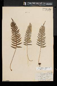 Polypodium appalachianum image