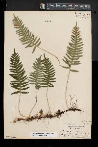 Polypodium appalachianum image