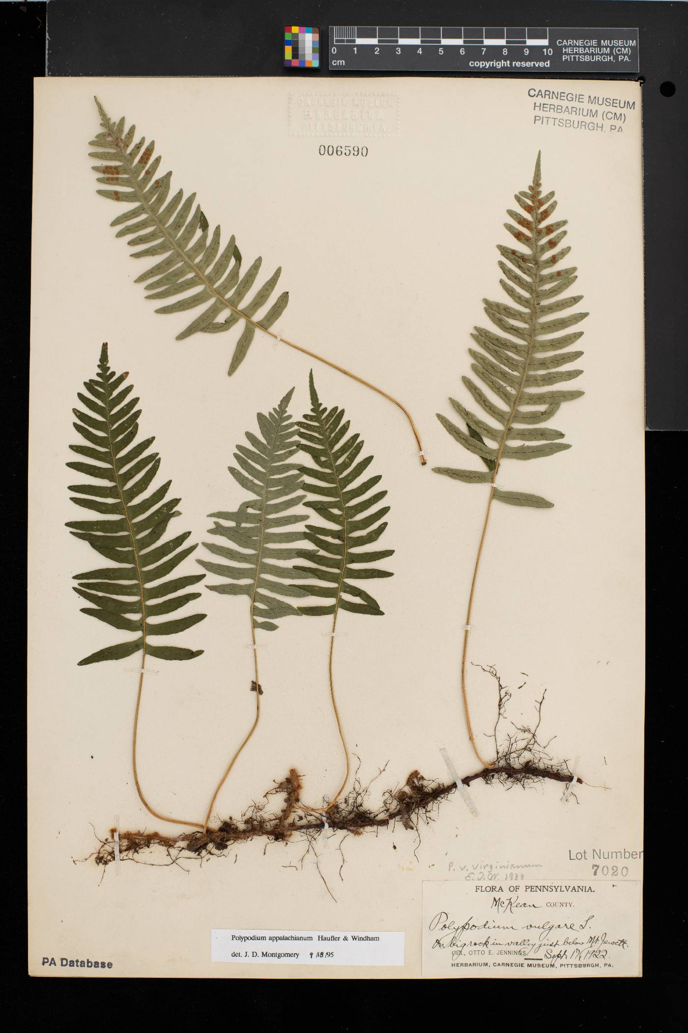 Polypodium appalachianum image