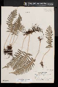 Polypodium appalachianum image