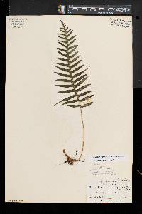 Polypodium appalachianum image