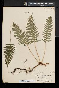 Polypodium appalachianum image