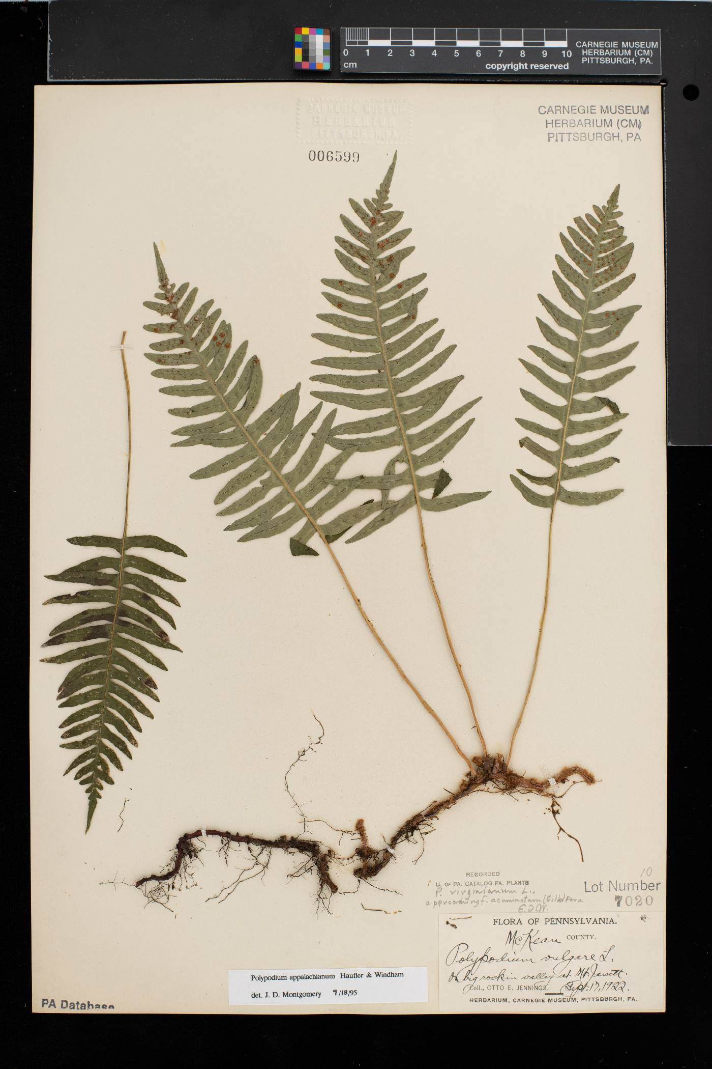 Polypodium appalachianum image