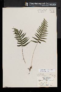 Polypodium appalachianum image