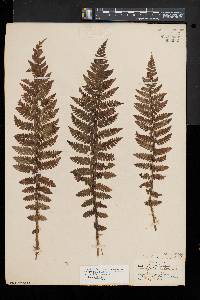 Polystichum braunii image