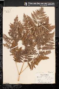 Pteridium aquilinum var. latiusculum image