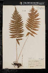 Thelypteris simulata image