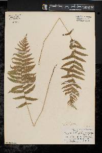 Thelypteris palustris var. pubescens image