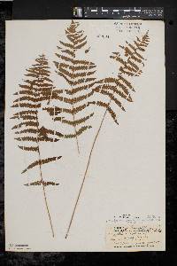 Thelypteris palustris var. pubescens image