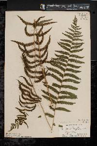 Thelypteris palustris var. pubescens image