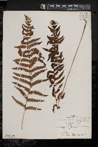 Thelypteris palustris var. pubescens image