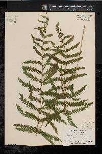 Thelypteris palustris var. pubescens image