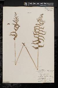 Thelypteris palustris var. pubescens image