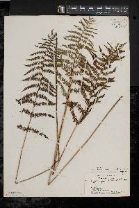 Thelypteris palustris var. pubescens image