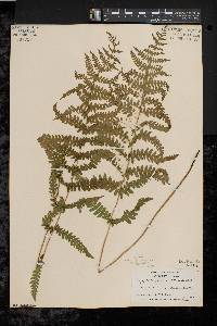 Thelypteris palustris var. pubescens image