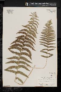 Thelypteris palustris var. pubescens image