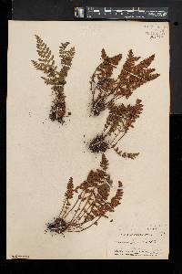 Woodsia ilvensis image