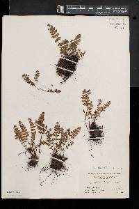 Woodsia ilvensis image