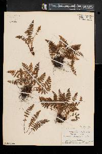 Woodsia ilvensis image