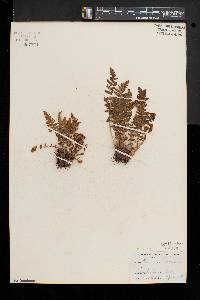 Woodsia ilvensis image