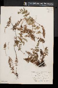 Woodsia ilvensis image