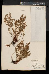 Woodsia ilvensis image