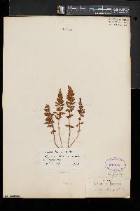 Woodsia ilvensis image