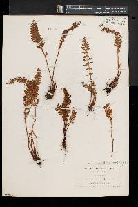 Woodsia ilvensis image