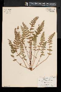 Woodsia ilvensis image