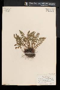 Woodsia ilvensis image