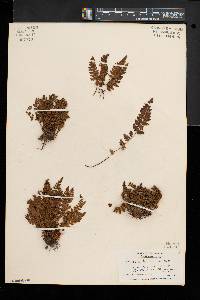 Woodsia ilvensis image