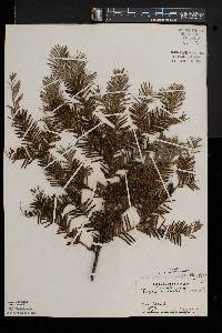 Taxus canadensis image