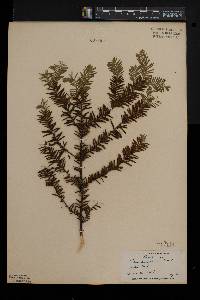 Taxus canadensis image