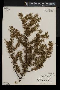 Taxus canadensis image