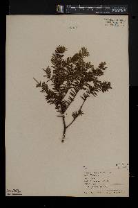 Taxus canadensis image