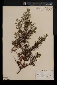 Taxus canadensis image