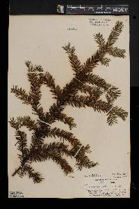 Taxus canadensis image