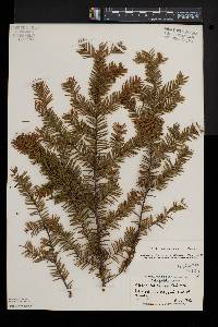 Taxus canadensis image