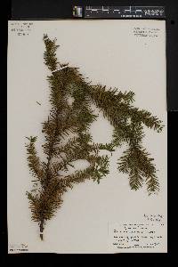 Taxus canadensis image