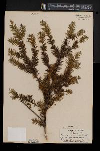 Taxus canadensis image