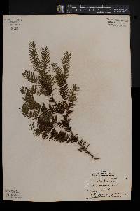 Taxus canadensis image