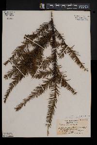 Taxus canadensis image