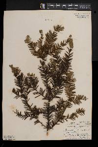 Taxus canadensis image