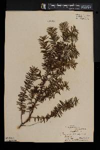 Taxus canadensis image