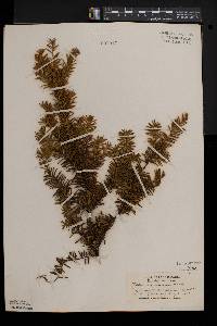 Taxus canadensis image